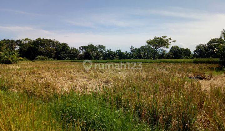 Tanah Kedungu View Sawah  1