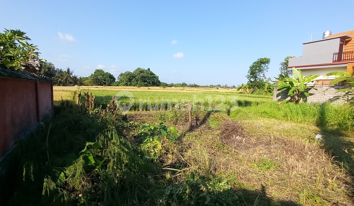 Small Land Kedungu Beach Road Rice Field View