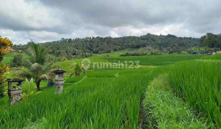 Tanah Murah Tabanan View Sawah 2