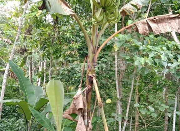 Di jual tanah cocok untuk berkebun di Cileles Lebak Banten 7