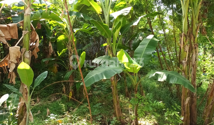 KAV HOKIE SUNRISE GARDEN 