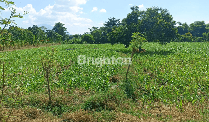 tanah strategis di Desa Sebani, Pandaan, Kabupaten Pasuruan. 1