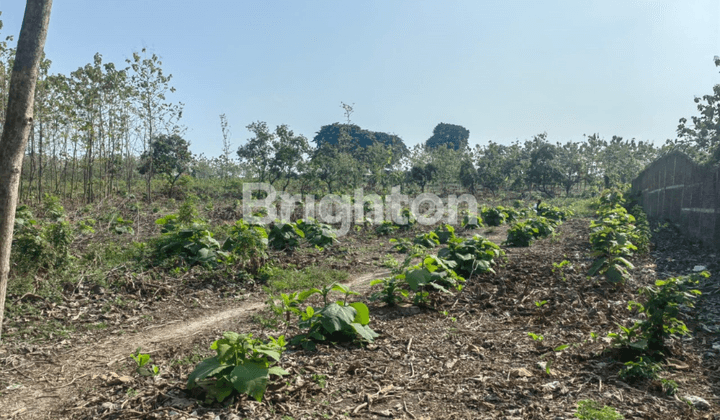TANAH NOL PROPINSI TUBAN - BABAT  2