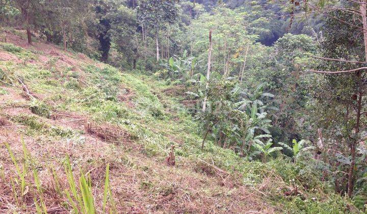 (F97) TANAH VIEW SUNGAI & HUTAN 1