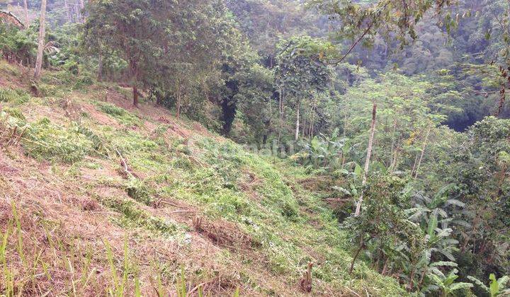 (F97) TANAH VIEW SUNGAI & HUTAN 3