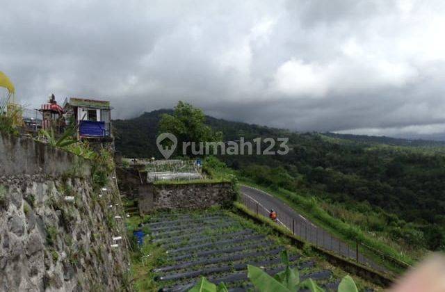 (H69) BALI STRAWBERRY FARM & RESTAURANT di Jalan raya bedugul 2