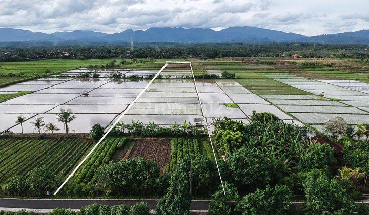 (H77) TANAH VIEW PANTAI DAN BUKIT DIMENDOYO JEMBRANA 1