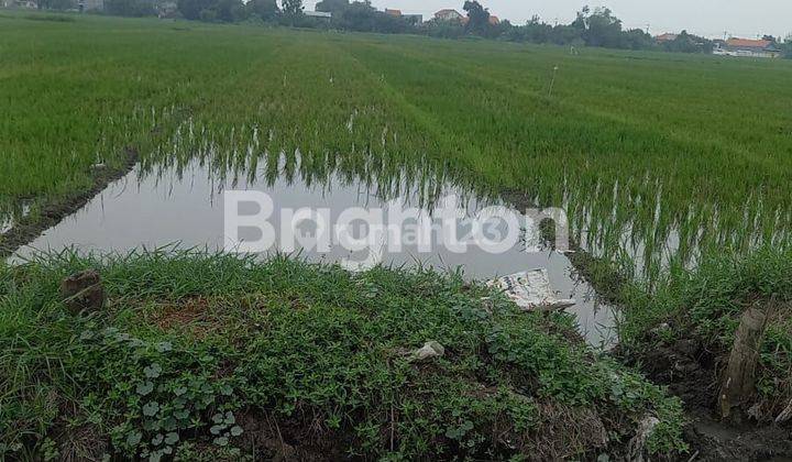 TANAH SAWAH SANGAT LUAS DAN MURAH 1