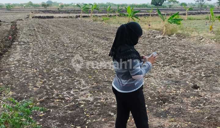 2 Adjacent Plots Located in Balongpanggang, Gresik !!