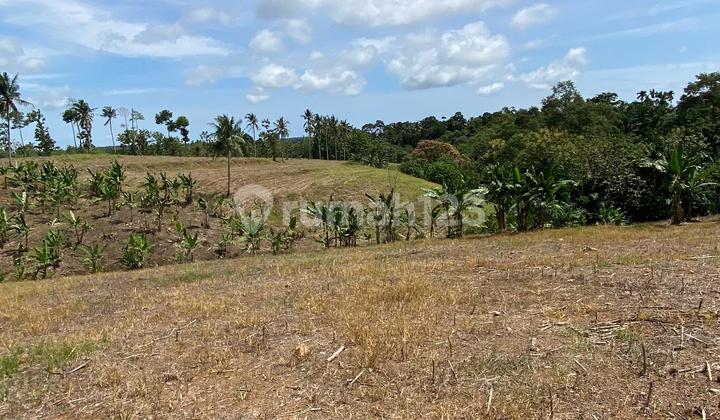 LAHAN PREMIUM SELUAS 5 HA DI BANDAR DALAM, SIDOMULYO, LAMPUNG SELATAN