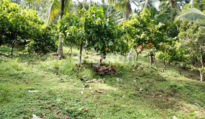 TANAH BESAR DI SELEMADEG TABANAN 2