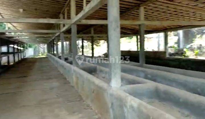 Lahan usaha untuk kandang sapi dan tanah kosong di Bogor  4