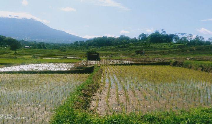 Tanah Lokasi Staretgis Dekat Dengan Rumah Makan Putri Duyung Karangpandan  2