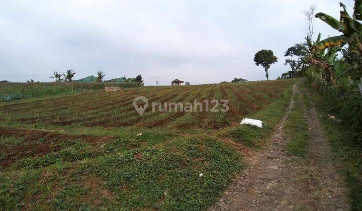 Tanah Gendro Nongkojajar, Pasuruan 3