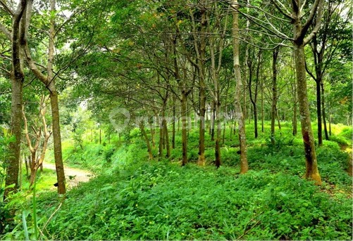 Lahan Perkebunan Dijual