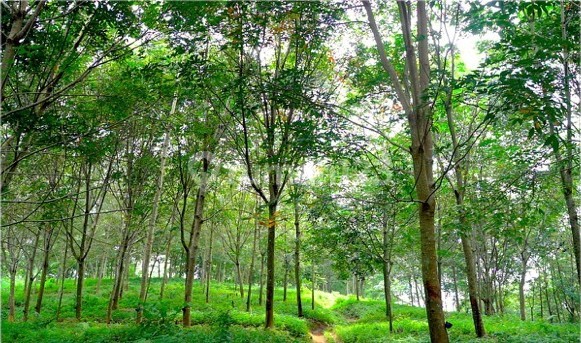 Perkebunan Subur di Sukabumi Dijual Perkebunan Subur di Sukabumi Dijual