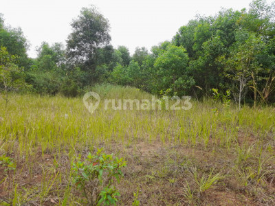Tanah Sawah, Hijau dan Strategis di Tambelang, Bekasi 5