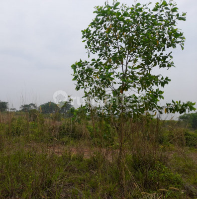 Tanah Kavling Syariah siap bangun di Sukawangi, Bekasi 5