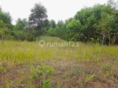 Tanah Sawah, Hijau dan Strategis di Tambelang, Bekasi 6
