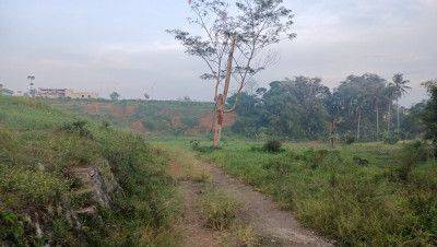 Tanah Kebun Sawit Siap Panen di Lampung Tengah, Lampung 5