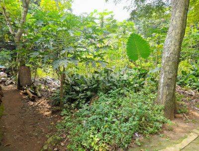 Tanah Kebun Sawit Siap Panen di Lampung Tengah, Lampung 6