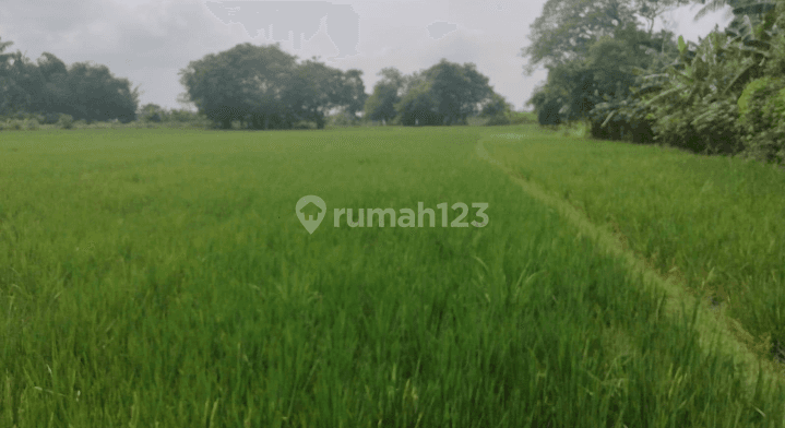 Tanah Termurah dan Strategis di Sukawangi, Tambelang, Bekasi 3