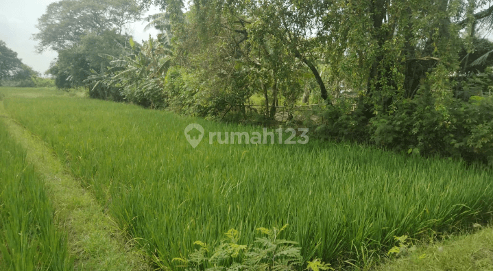 Tanah Termurah dan Strategis di Sukawangi, Tambelang, Bekasi 6