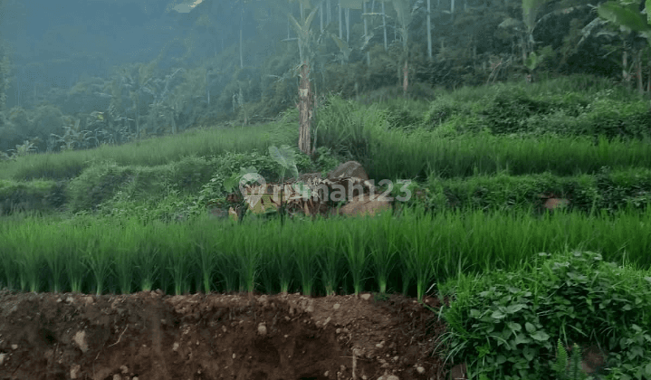 Tanah Murah Pegunungan dan Strategis di Gunung bunder, Bogor 3