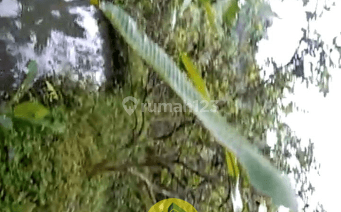Tanah Kebun Murah, Luas, View Gunung Salak di Pamijahan, Bogor 5