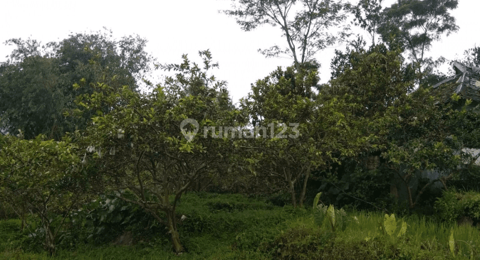 Tanah Kebun Murah, Luas, View Gunung Salak di Pamijahan, Bogor 6