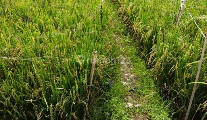 Tanah Sayap Moh Toha Buat Perumahan Dekat Universitas Telkom 2