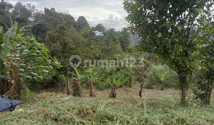 Tanah Di Suka Makmur Jonggol Bogor Tanah Di Suka Makmur Jonggol Bogor