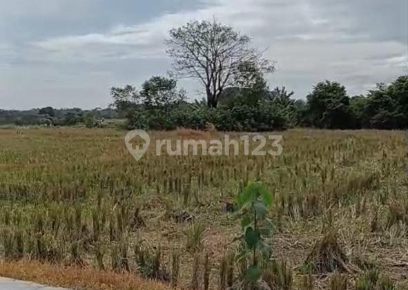 Tanah, SHM, di Cariu Tanah, SHM, di Cariu