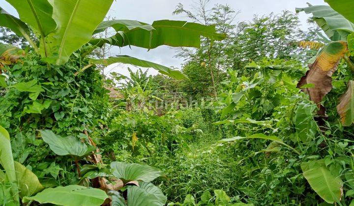 Tanah gang Muria bobosan cocok untuk kolam pancingan ikan 3