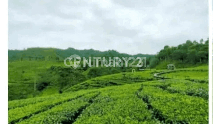 Lahan Perbatasan Kp Bandung Bagian Selatan dengan Rancabali Lahan Perbatasan Kp Bandung Bagian Selatan dengan Rancabali