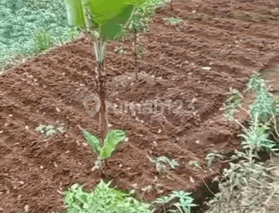 Kavling Kp Peuteuy Bongkok Ds Cobalung Kec Cijeruk