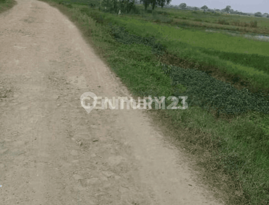 Tanah Kp Poncol Muara Gembong Pantai Harapan Jaya Tanah Kp Poncol Muara Gembong Pantai Harapan Jaya