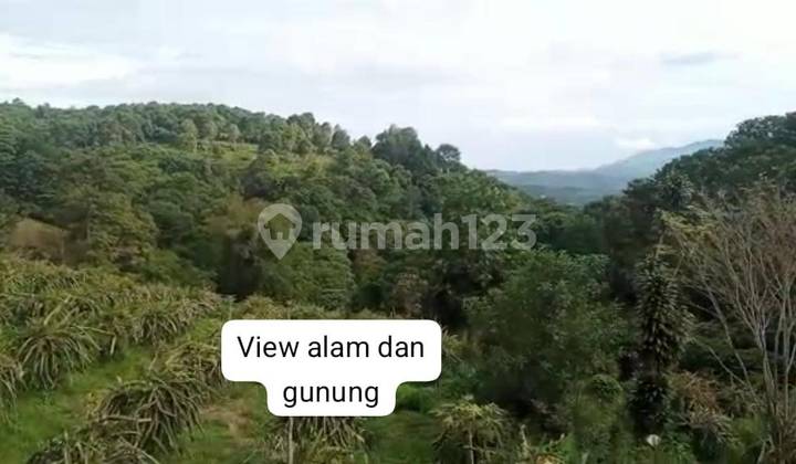 Kavling Dekat Wisata Taman dan Kota Bunga Kebun Naga Cipanas Kavling Dekat Wisata Taman dan Kota Bunga Kebun Naga Cipanas