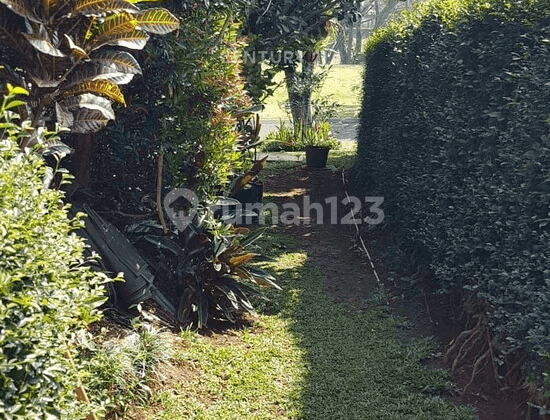 Rumah Mewah dan Cantik Katelya Rancamaya Bogor