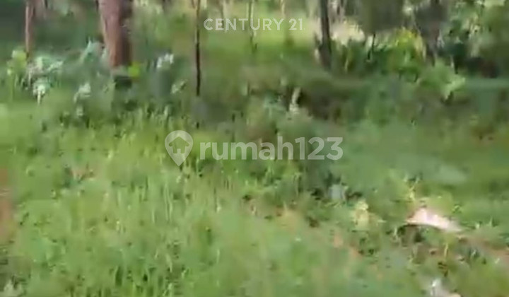 Tanah Luas Strategis di Ds Cijeruk Kabupaten Bogor Tanah Luas Strategis di Ds Cijeruk Kabupaten Bogor