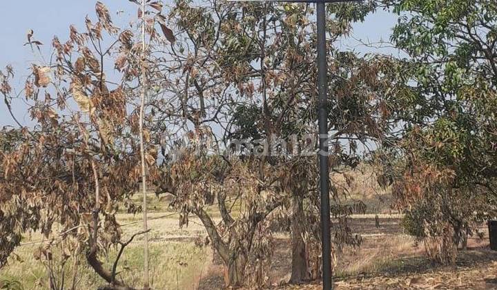Land Facing the Toll Road Towards Airport in Cikedung Village, Indramayu Regency