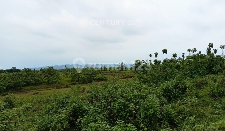 Tanah Dijual Sangat Bu Ds Cikedung Kec Cikamurang Kab Indramayu 2