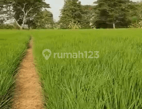 Sawah Dekat Kantor Desa Sukalaksana Karangreja Kab Bekasi Sawah Dekat Kantor Desa Sukalaksana Karangreja Kab Bekasi