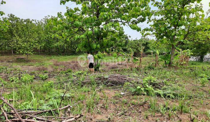 Tanah Dijual Sangat Bu Ds Cikedung Kec Cikamurang Kab Indramayu 1