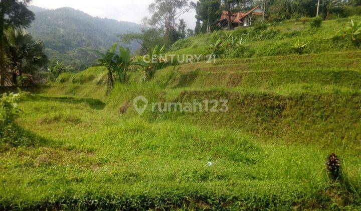 Sawah Area Asri Di Kampung Ciesek Megamendung Jawa Barat 2