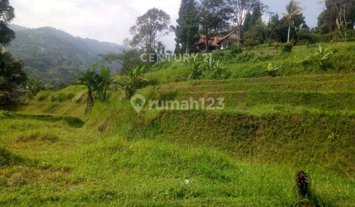 Sawah Area Asri Di Kampung Ciesek Megamendung Jawa Barat 1