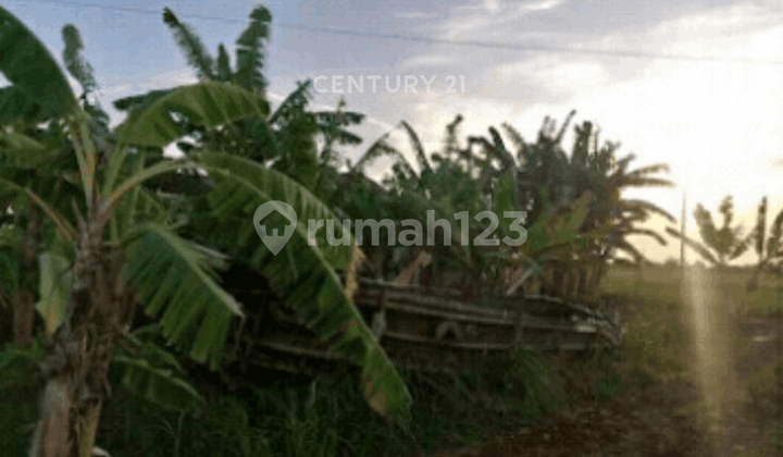 Kavling Zona Pengembangan Pemukiman Muara Gembong Bekasi