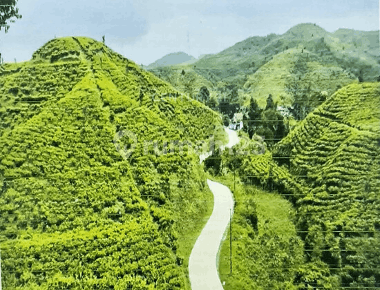 Kavling Perkebunan Teh Karet Cengkeh Ds Mekarjaya Sukabumi