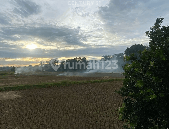 Tanah Padat Cocok Untuk Sawah Di Babat Legok Tangerang Banten Tanah Padat Cocok Untuk Sawah Di Babat Legok Tangerang Banten