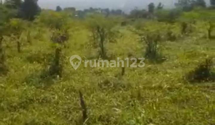 Tanah Desa Tajur Halang Kec Cijeruk Kab Bogor Tanah Desa Tajur Halang Kec Cijeruk Kab Bogor